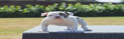 Old Tyme Bulldog dogs for sale: 23 years 5⭐️licensed Registered Breeder.  - Advert 5