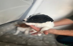 Jack Russell dogs for sale: 2 beautiful pups for sale  - Image 7