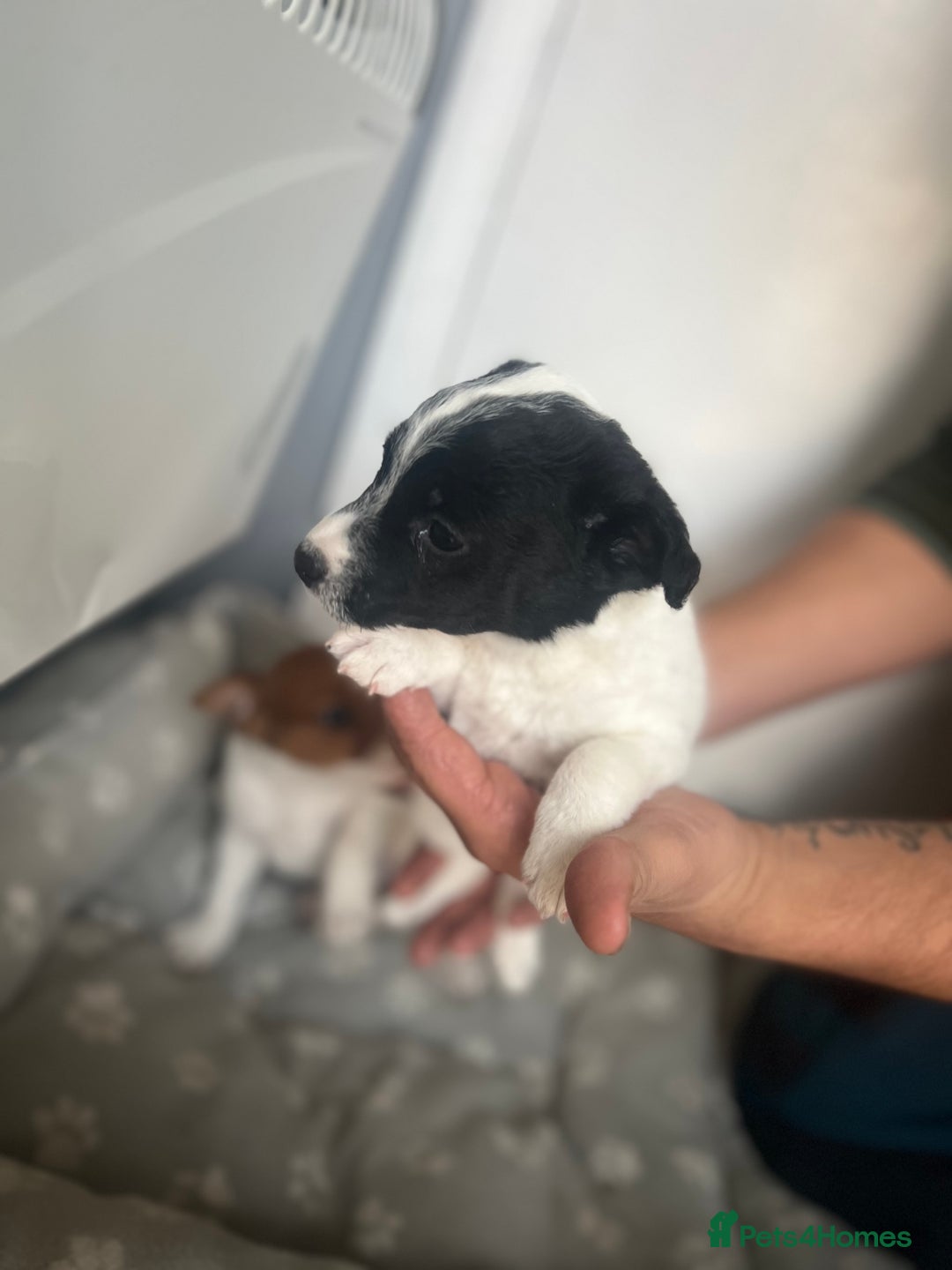 Jack Russell dogs for sale: 2 beautiful pups for sale  - Image 7