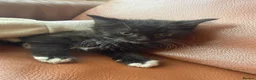 Mixed Breed cats for sale: Mixed litter  in Enfield - Advert 5
