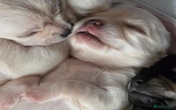 Chihuahua dogs for sale: Smooth coat Chihuahua puppies - Image 4