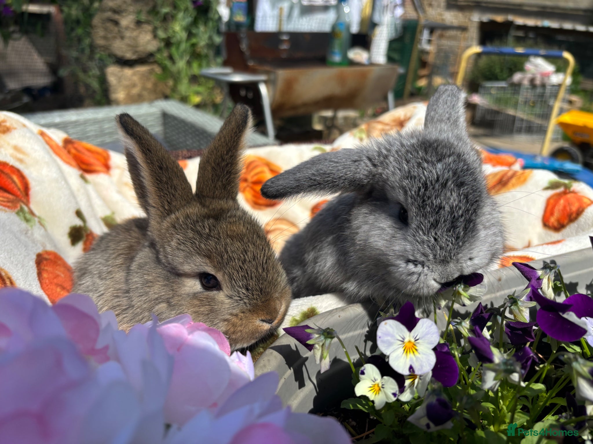 Mixed Breed rabbits Two French x mini lops  - Advert 12