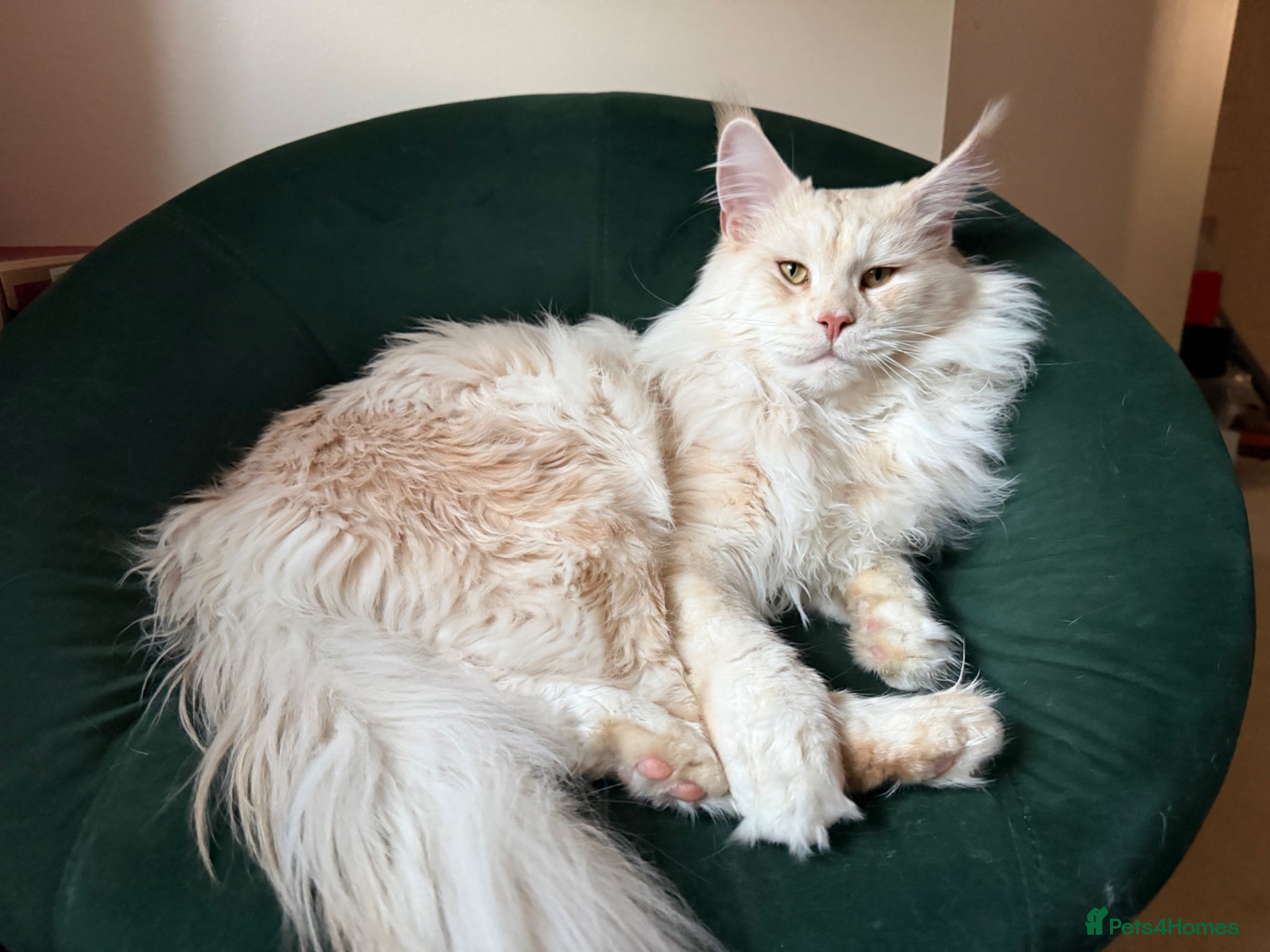 Maine Coon cats for stud: Maine Coon stud - Advert 2