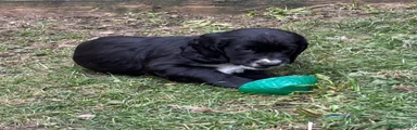 Sprocker Puppy 3