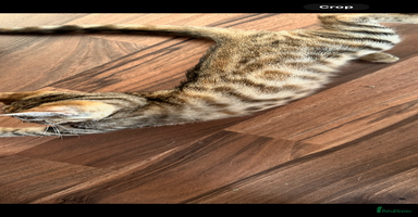 Mixed Breed cats - Advert 10