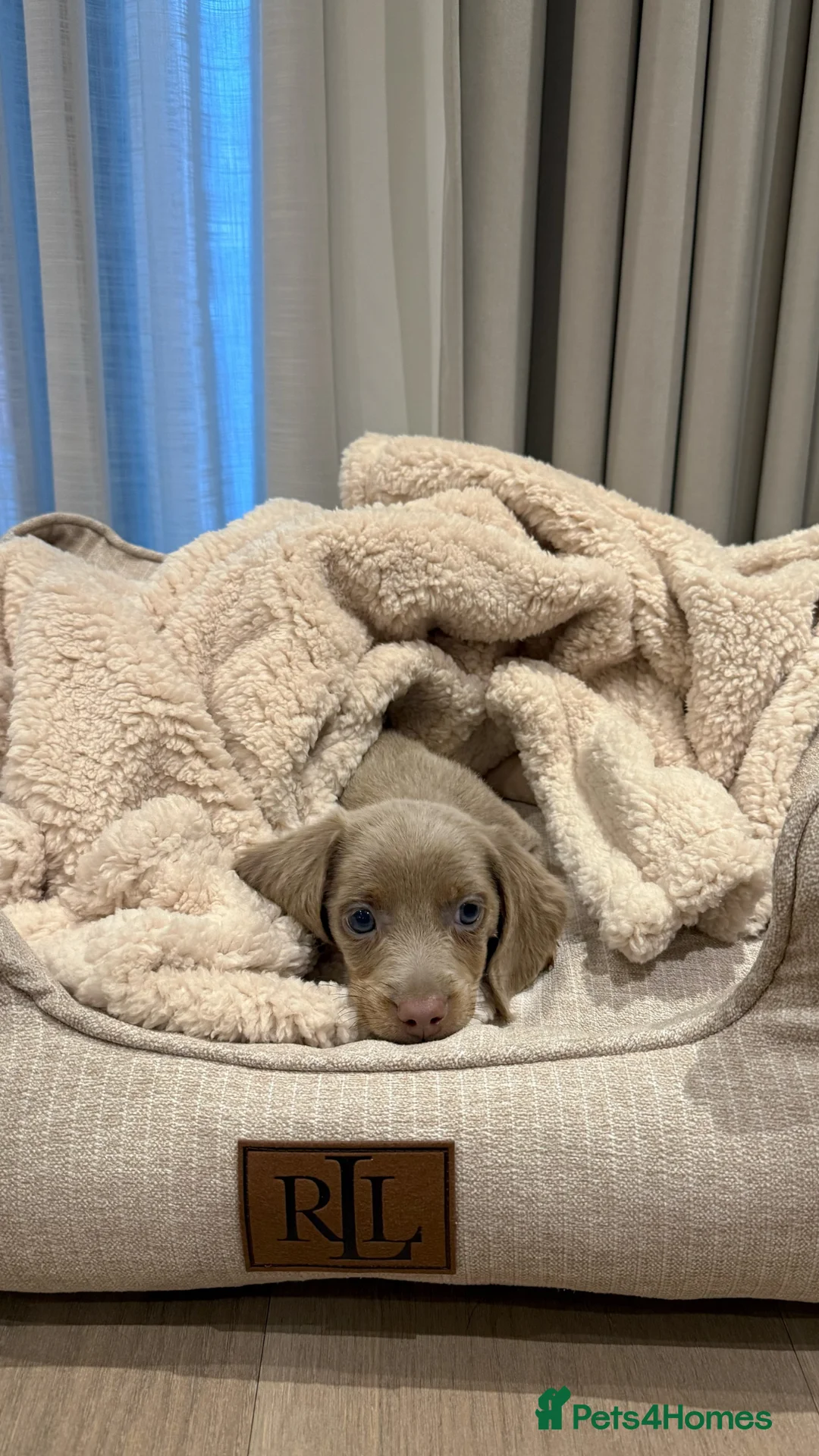 Dachshund dogs for sale: Miniature dachshund  - Advert 1