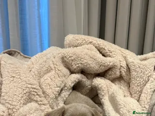 Dachshund dogs Miniature dachshund - Advert 2