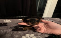 Yorkshire Terrier dogs for sale: Yorkshire terrier puppy  - Advert 9