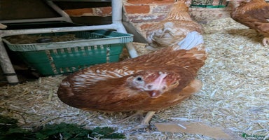 Chickens poultry - Advert 2