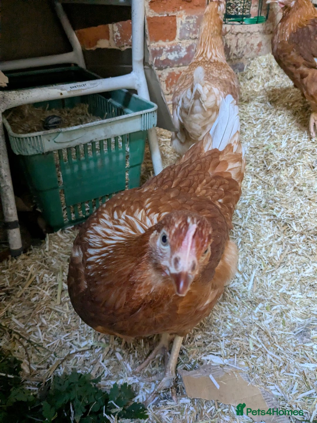 Chickens poultry for sale: Lovely warren hens, point of lay - Image 3