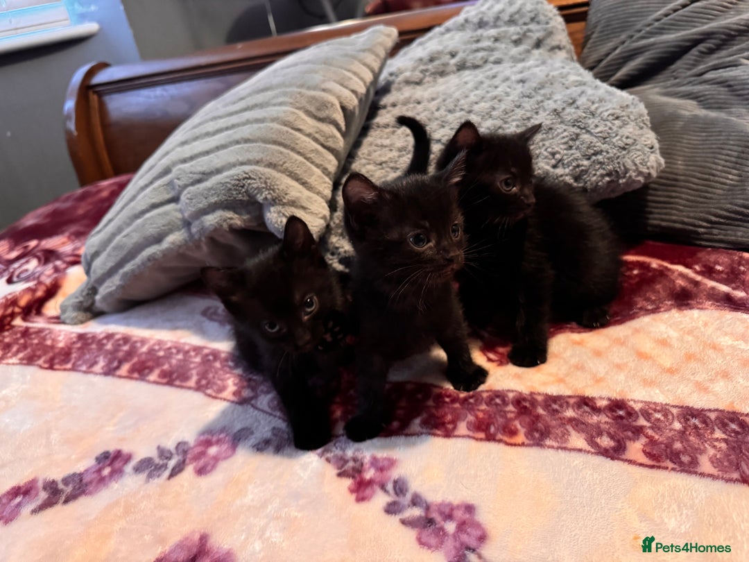 Mixed Breed cats for sale: Kittens - Image 9