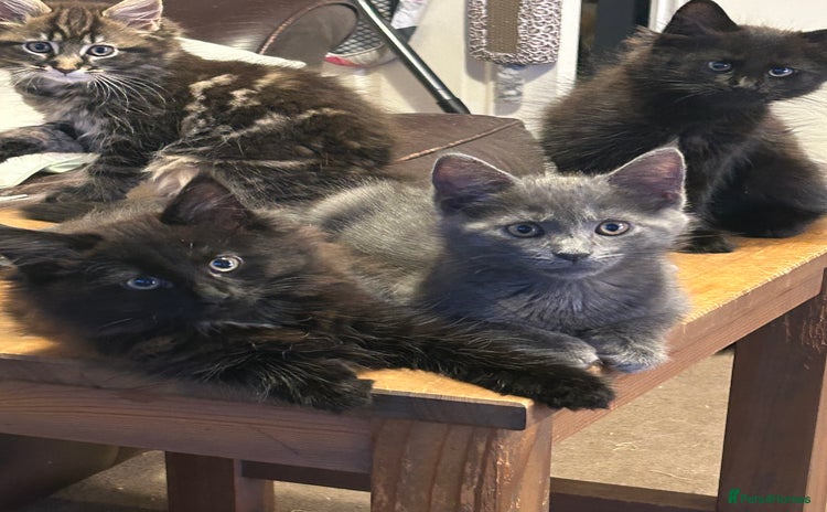 Maine Coon cats for sale - Advert 1