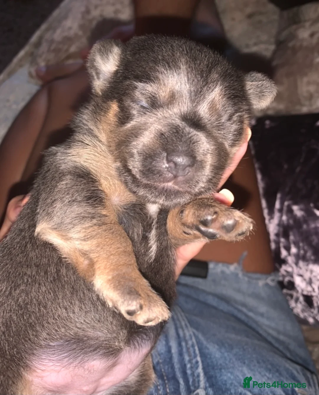 Jack Russell dogs for stud: Lenny Son of Much Wenlock Louie in Wokingham - Advert 19