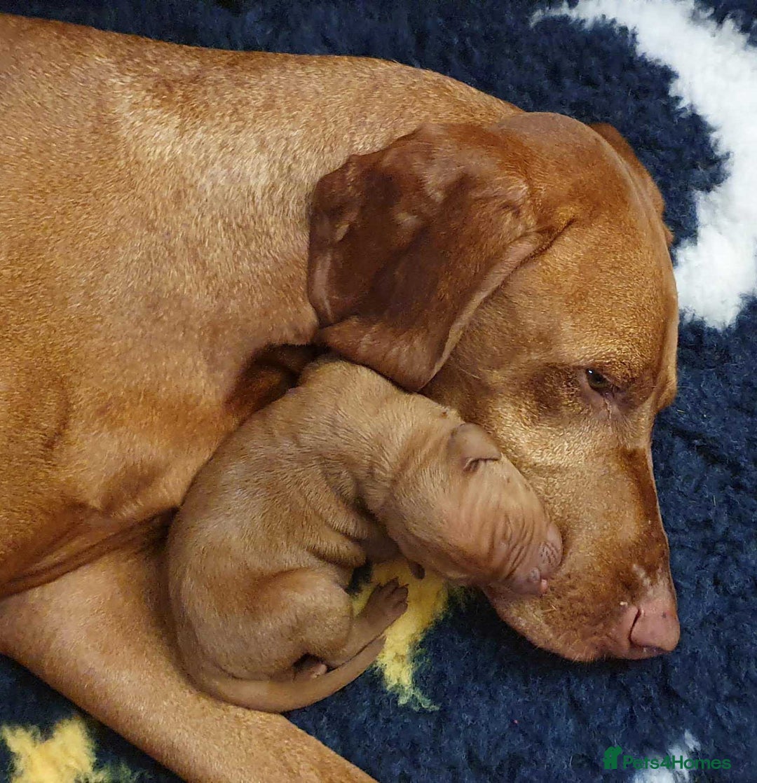 Hungarian Vizsla dogs for sale: One adorable 9week old girl ready to leave - Advert 3