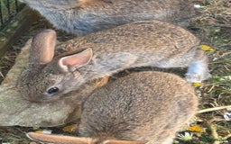 English rabbits for sale: 7 baby rabbits - Image 5