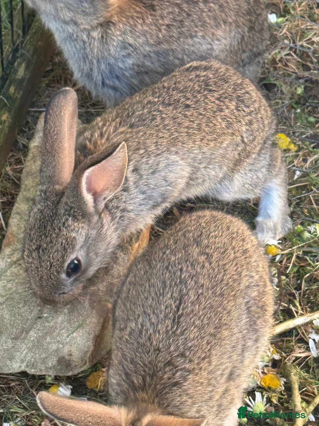 English rabbits for sale: 7 baby rabbits - Image 5