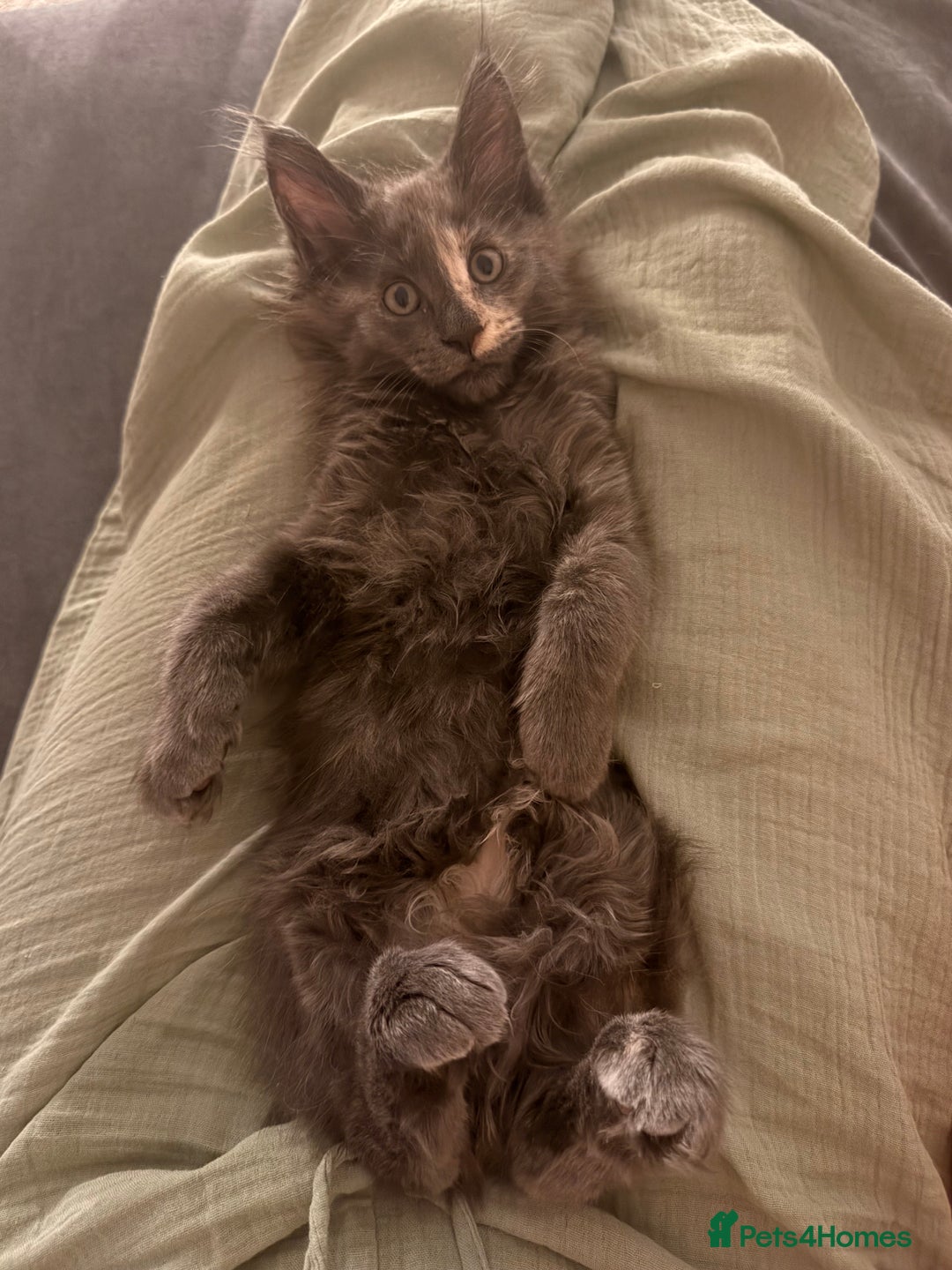 Maine Coon cats for sale: 6 remaining kittens - Advert 20