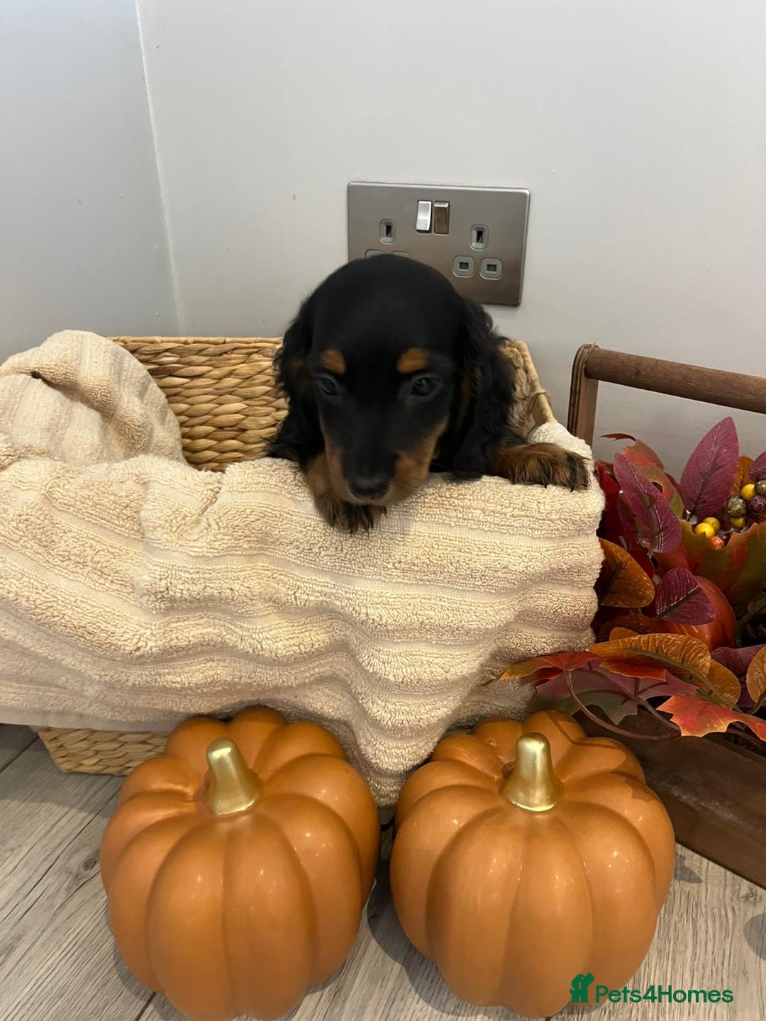 Miniature Dachshund dogs for sale: Beautiful miniature dachshund puppies  - Image 16