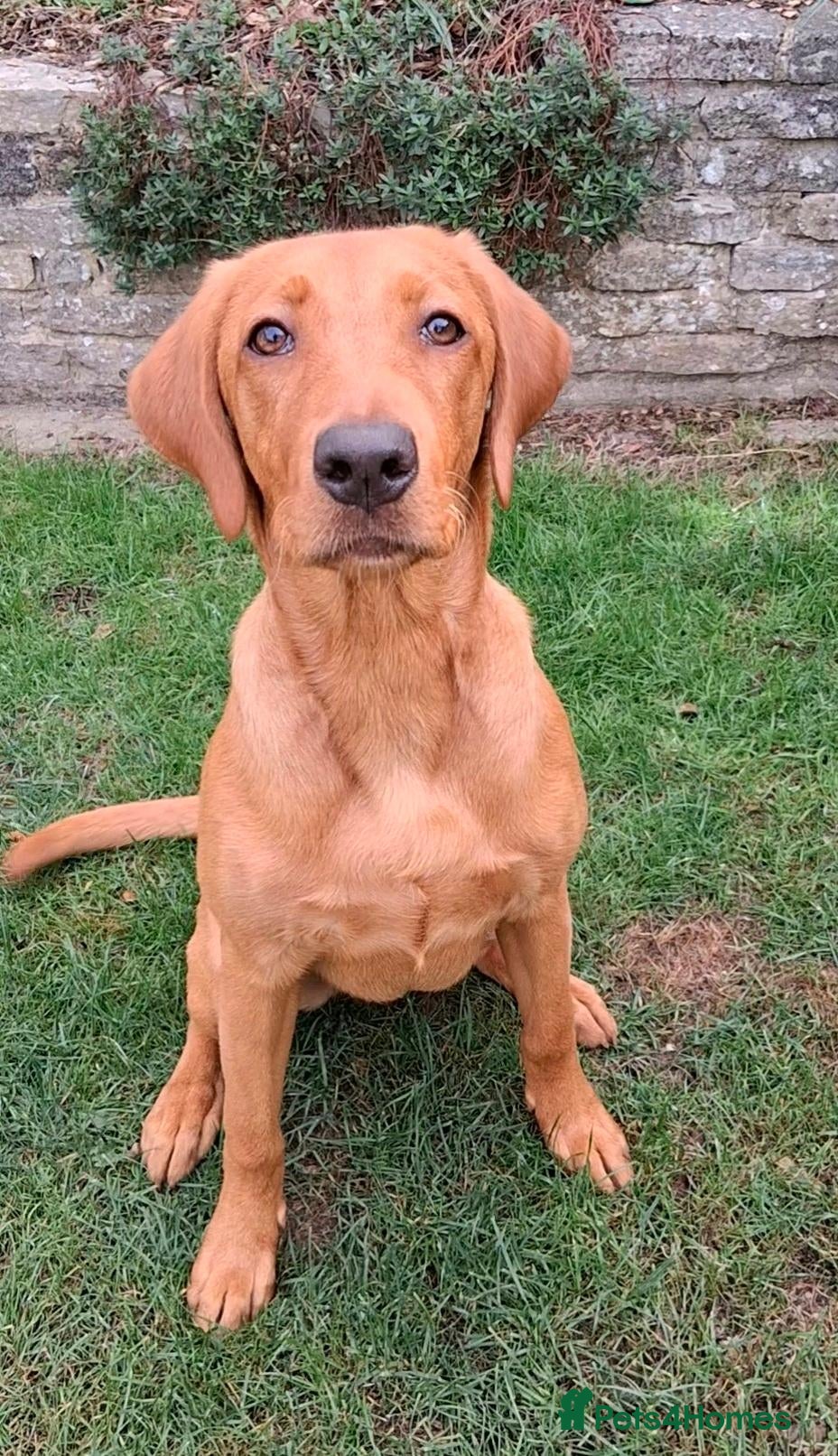 Labrador Retriever dogs Elite Labrador Puppy - Trained & Ready - Advert 1