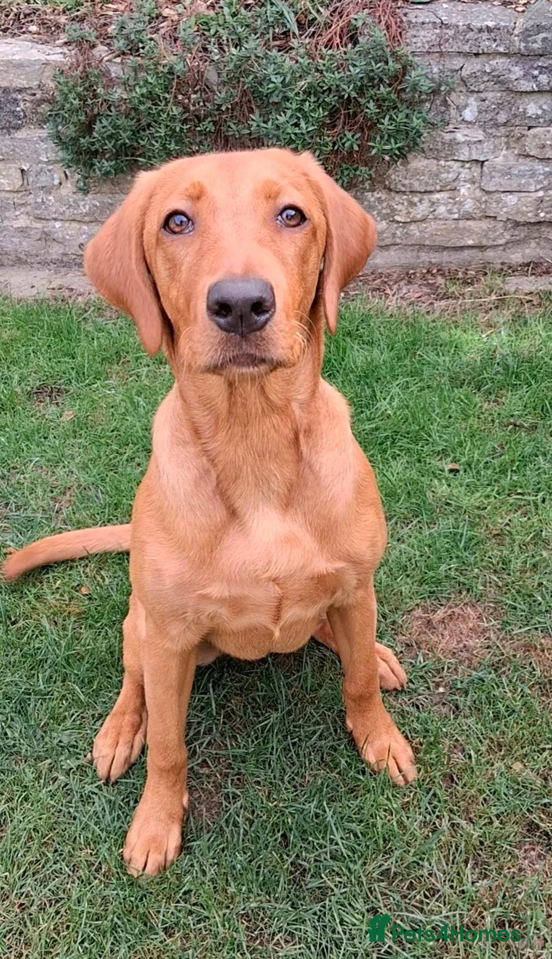 Labrador Retriever dogs for sale: Elite Labrador Puppy - Trained & Ready - Advert 1