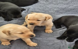 Labrador Retriever dogs for sale: Labrador puppies -1 black girl & 3 black boys left - Image 4