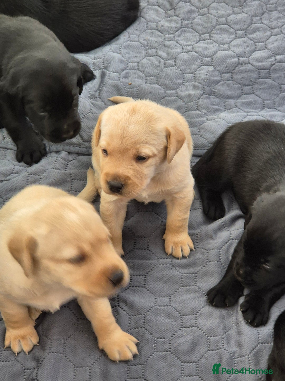 Labrador Retriever dogs for sale: Labrador puppies -1 black girl & 3 black boys left - Image 4