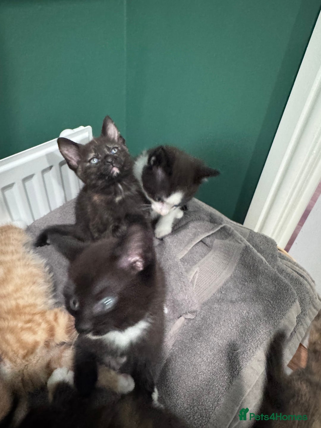 Mixed Breed cats for sale: Sweet kittens 😻 - Image 9