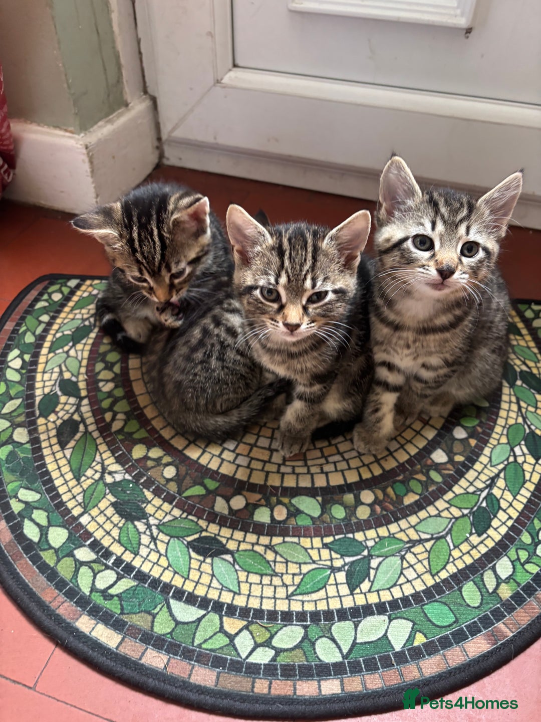 Mixed Breed cats for sale: 2 beautiful female kittens - Image 2