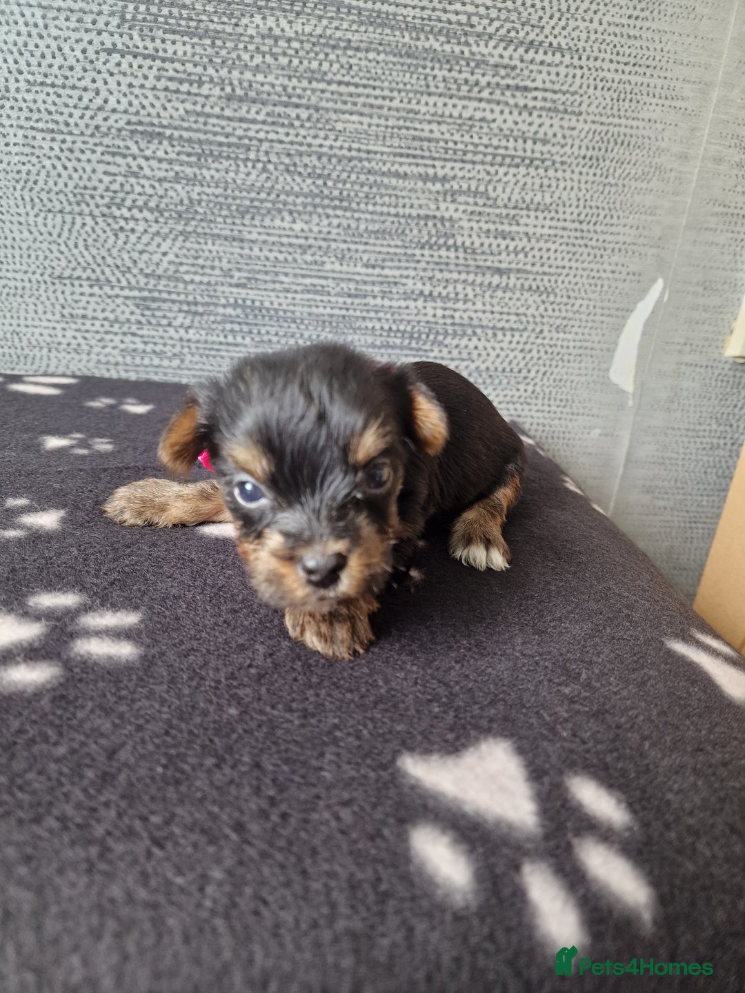 Yorkshire Terrier dogs for sale: Yorkshire terrier puppy's  - Image 8