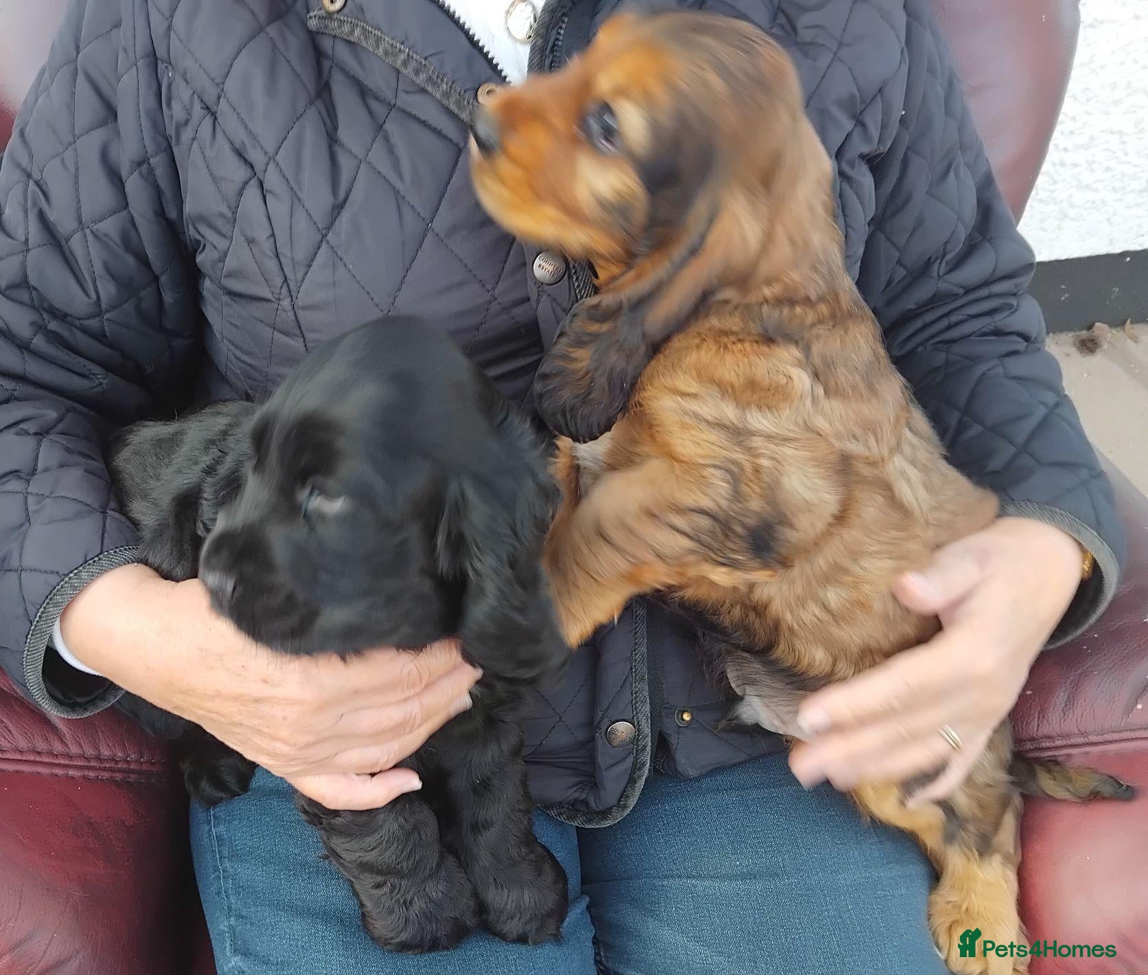 Cocker Spaniel dogs COCKER SPANIEL PUPS IN NORTHERN IRELAND - Advert 1