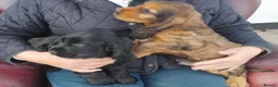 Cocker Spaniel dogs for sale: COCKER SPANIEL PUPS IN NORTHERN IRELAND - Advert 1