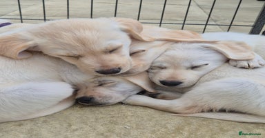 Labrador Retriever dogs - Advert 15