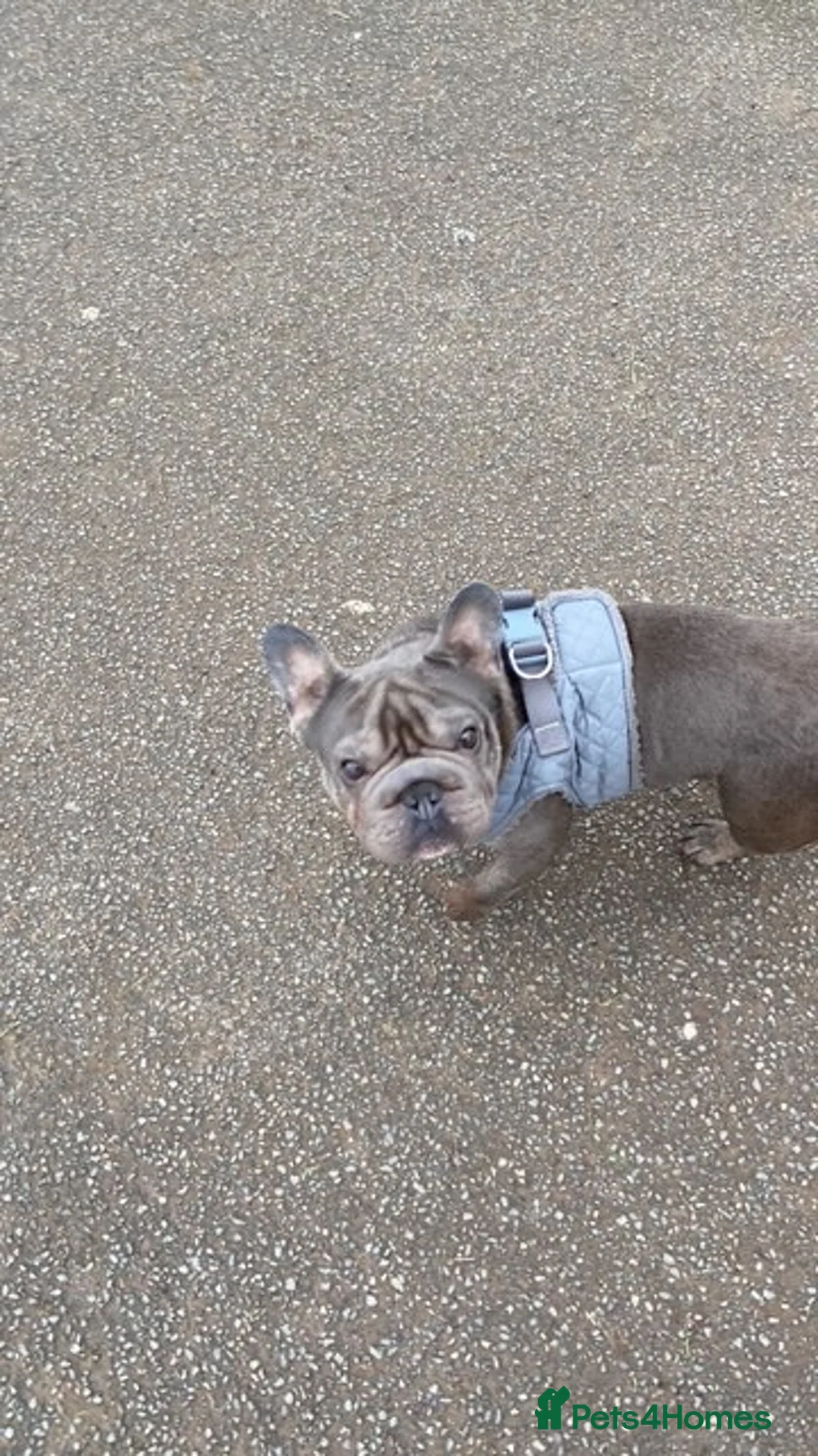 French Bulldog dogs for sale:  Loving French Bulldog  - Advert 5