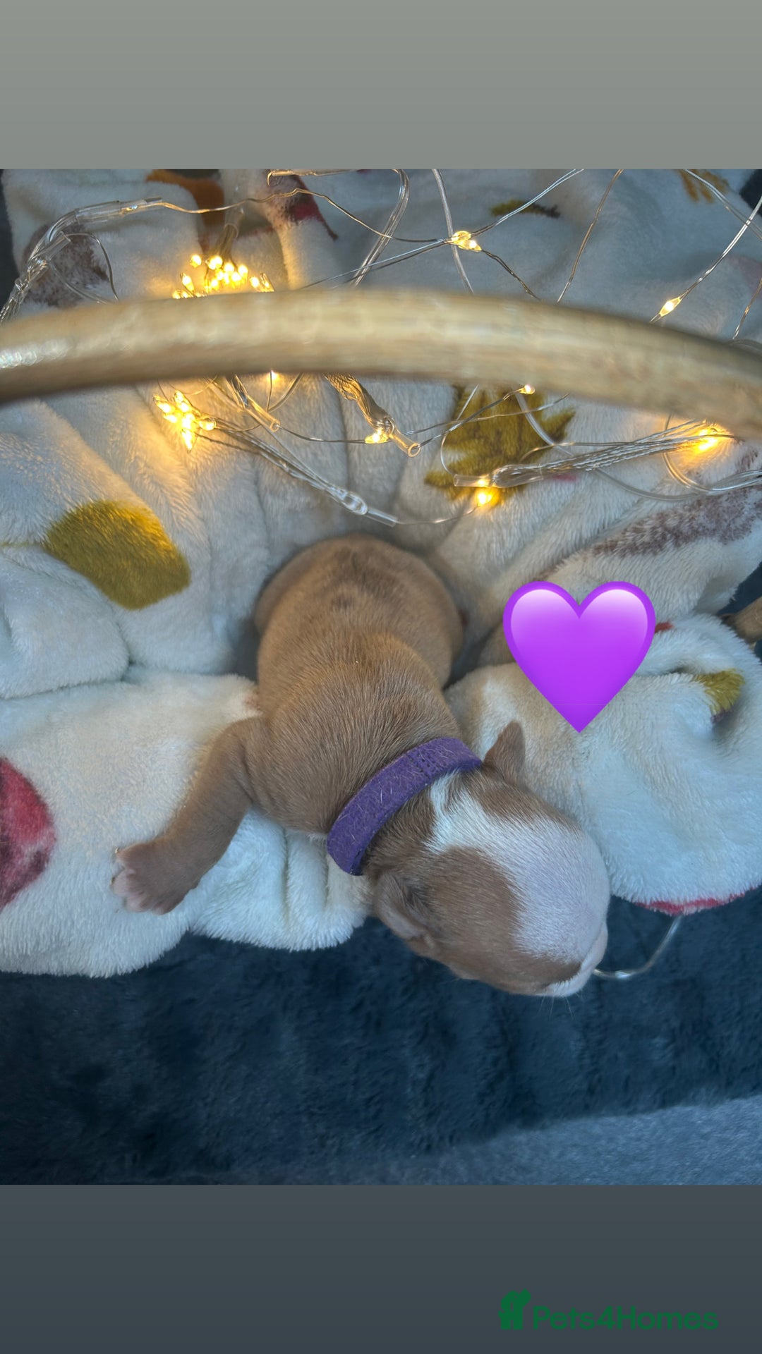 Olde English Bulldogge dogs for sale: STUNNING NEBBR OLDE ENGLISH BULLDOGGE PUPPIES in Epping - Image 22