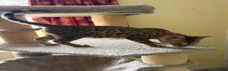 Bengal cats for sale: Snow Sepia 💙 TICA Pedigree 🐆 Bengal Kitten  in Deal - Advert 3