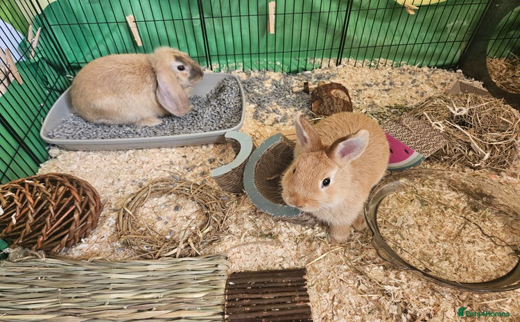 Mixed Breed rabbits - Advert 4