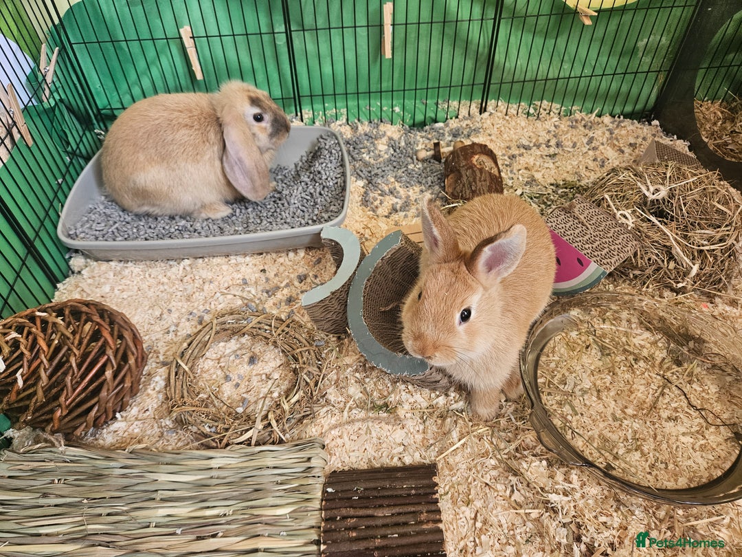 Mixed Breed rabbits for sale: Two cute male bunny rabbits in Chesham - Image 1