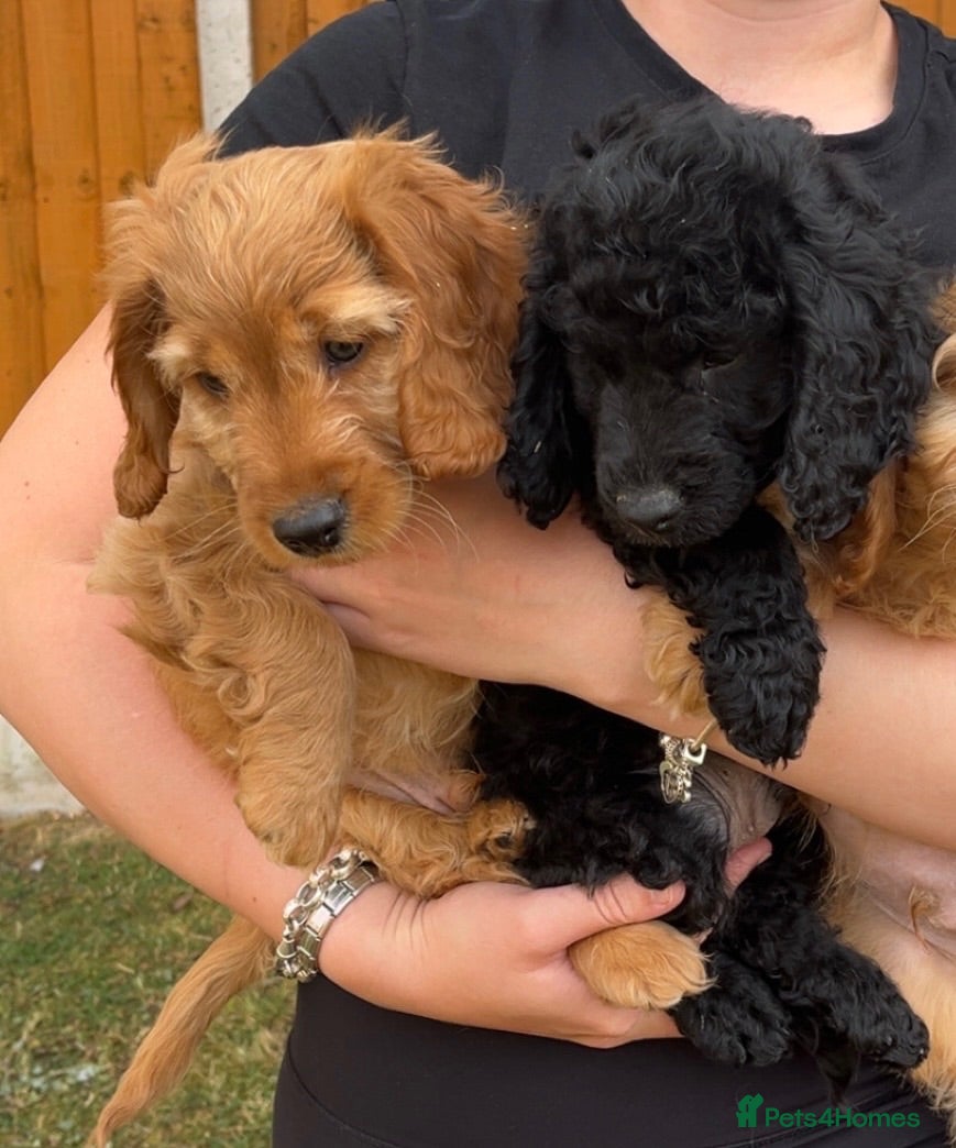Cockapoo dogs Stunning Cockapoo Puppy last boy left ready now 🥰 - Advert 2