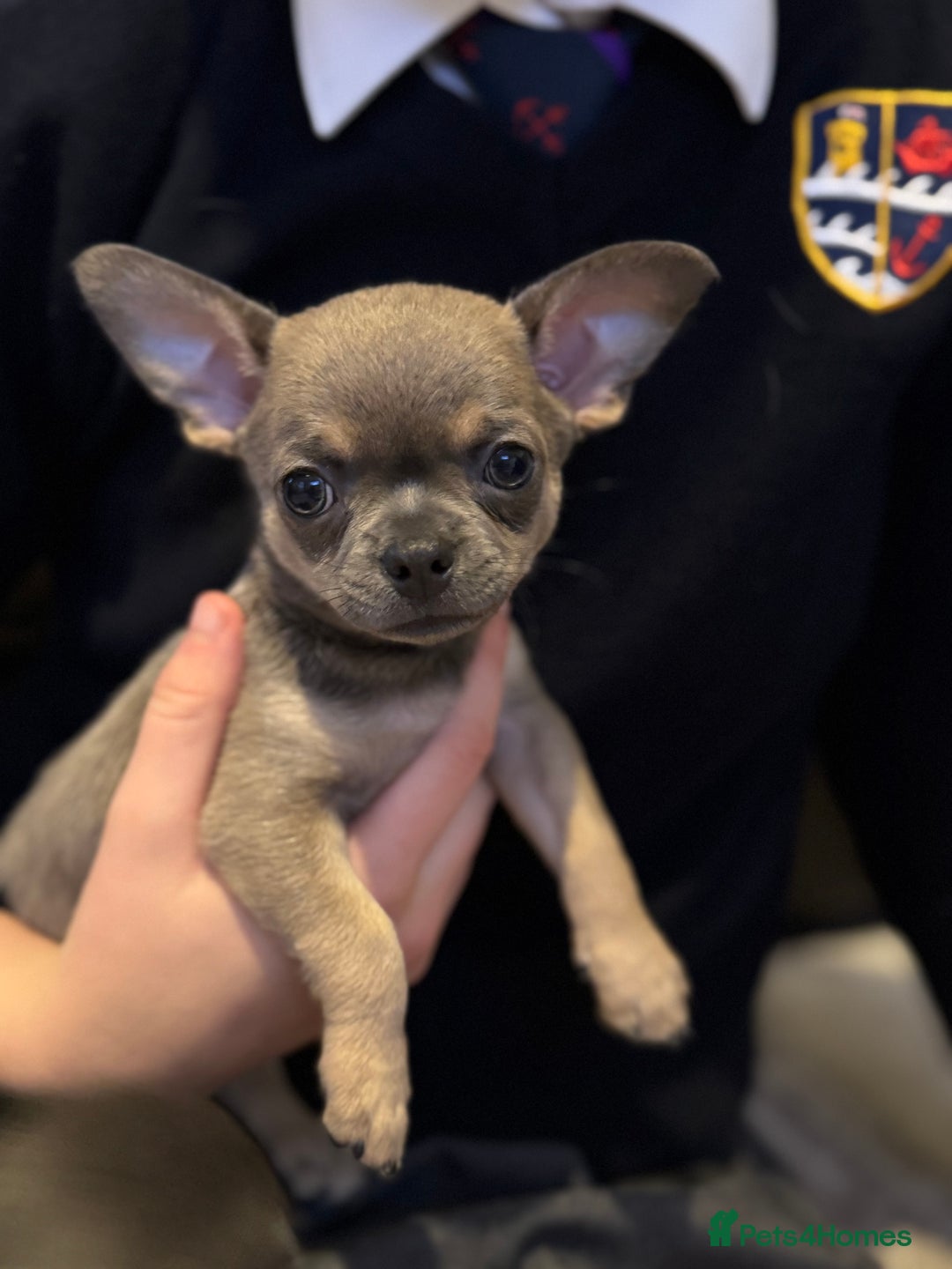 Chihuahua dogs for sale: Blue fawn male chihuahua puppy - Advert 2