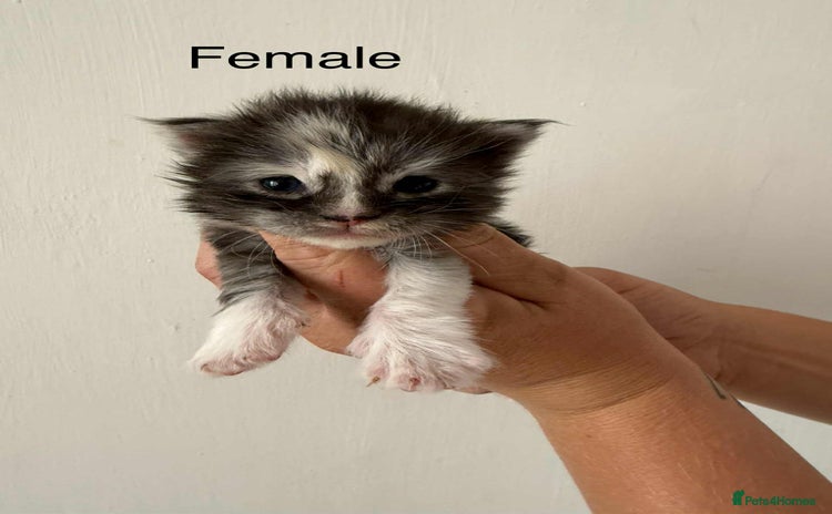 Maine Coon cats - Advert 1