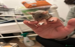 Mouse rodents for sale: X4 adult females and x12 litter  - Image 3