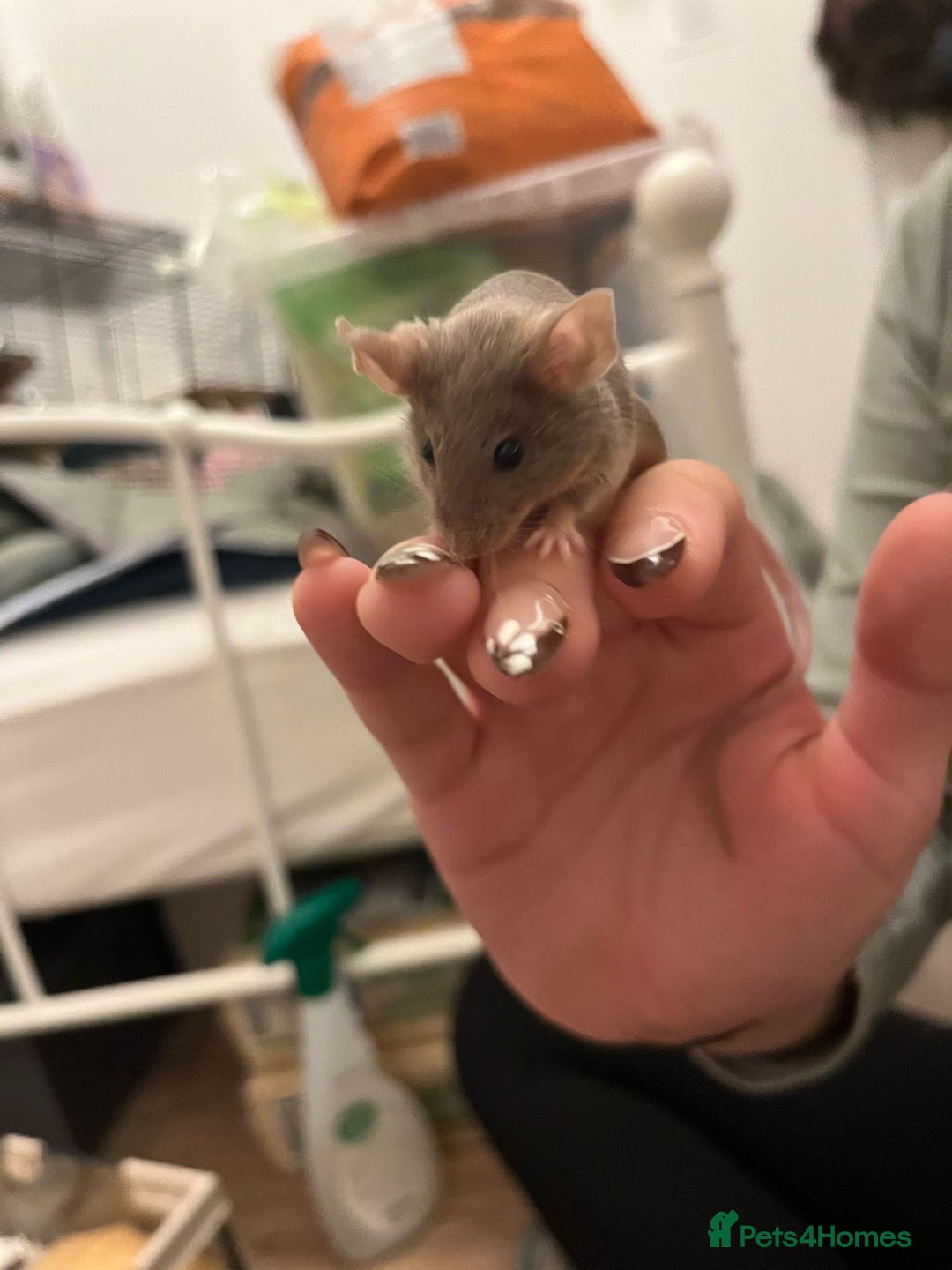 Mouse rodents for sale: X4 adult females and x12 litter  - Image 3