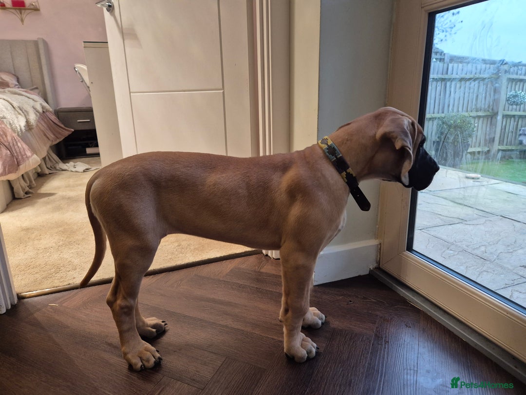 Great Dane dogs for sale: Sarhara & Atlanta are show quality Great Danes - Advert 3