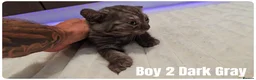 Scottish Fold cats for sale: Scottish Fold & Scottish Straight Kittens  🐾 - Advert 27