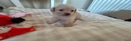Mixed Breed dogs for sale: Pomapoos  - Advert 7