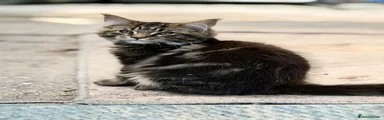 Maine Coon 2