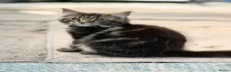 Maine Coon cats for sale: Purebred Maine Coon Kittens.Blue,Black Smoke,Tabby - Advert 29