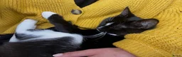 Mixed Breed cats for sale: Our lovely cat free to a new home in Saint Leonards-on-sea - Advert 3