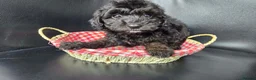 Goldendoodle dogs for sale: Goldendoodle  - Advert 5