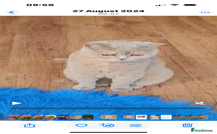 British Shorthair cats - Advert 14